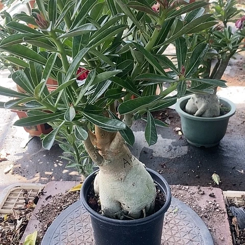 【闪购商品】无花朵黄**茶