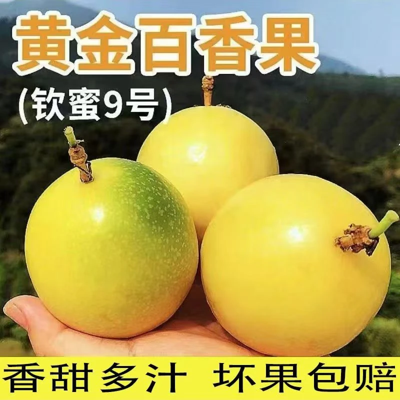 新鲜钦蜜9号黄皮果百香果当季水果产地直发