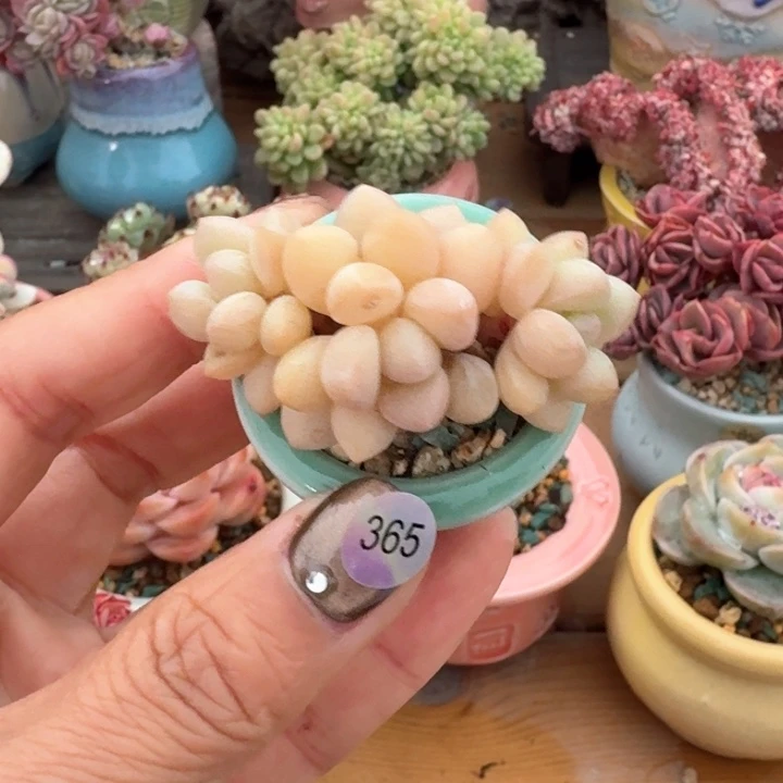 365 多肉含盆土发货 30元包邮 除偏远