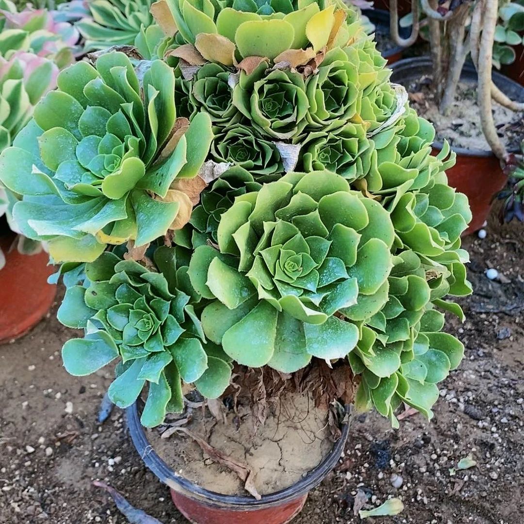 801号绿羊绒20元包邮不包断枝