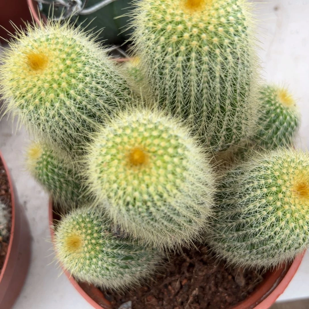 金丝猴随机一颗。