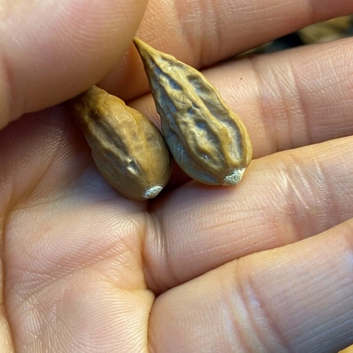 吊坠文玩核桃娜姐166