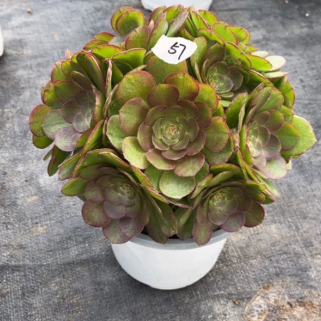 【闪购商品】57莎啦碗多肉法师