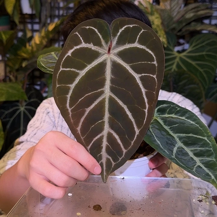 完全开放L178 黑撕裂纹