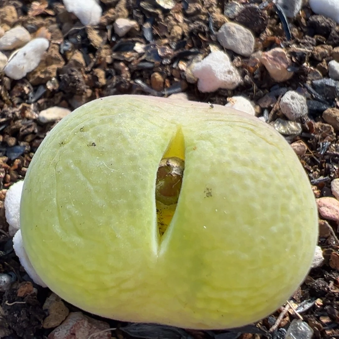 3 99多肉植物百科植物