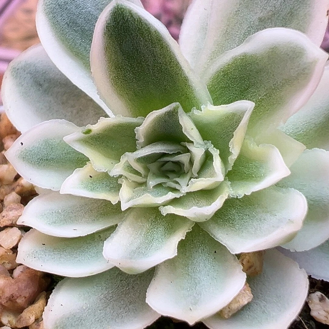 山地玫瑰锦秋夕1453号