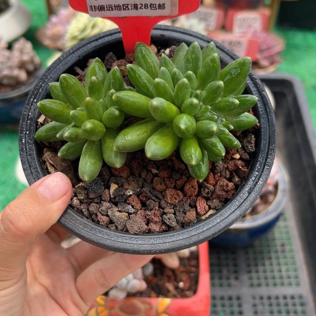 表妹精品多肉2097.