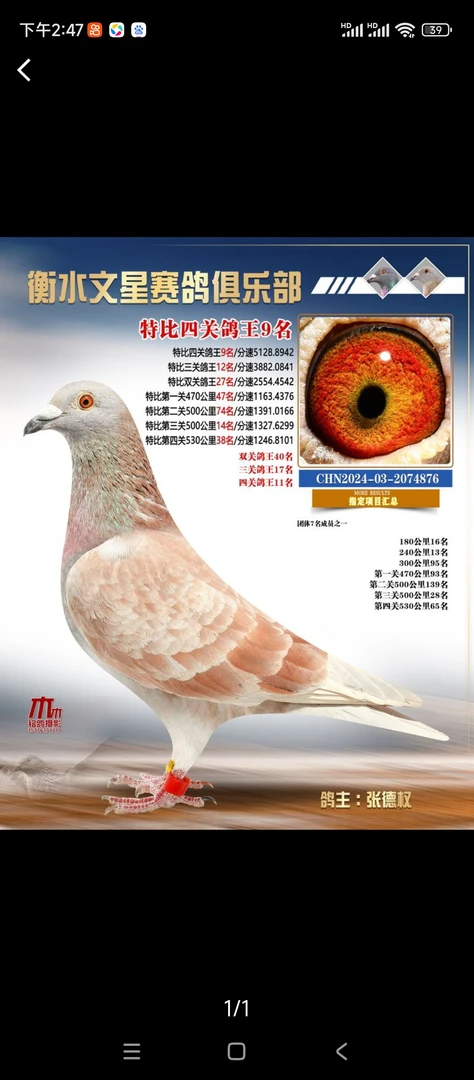 公棚成绩鸽，俱乐部成绩鸽。