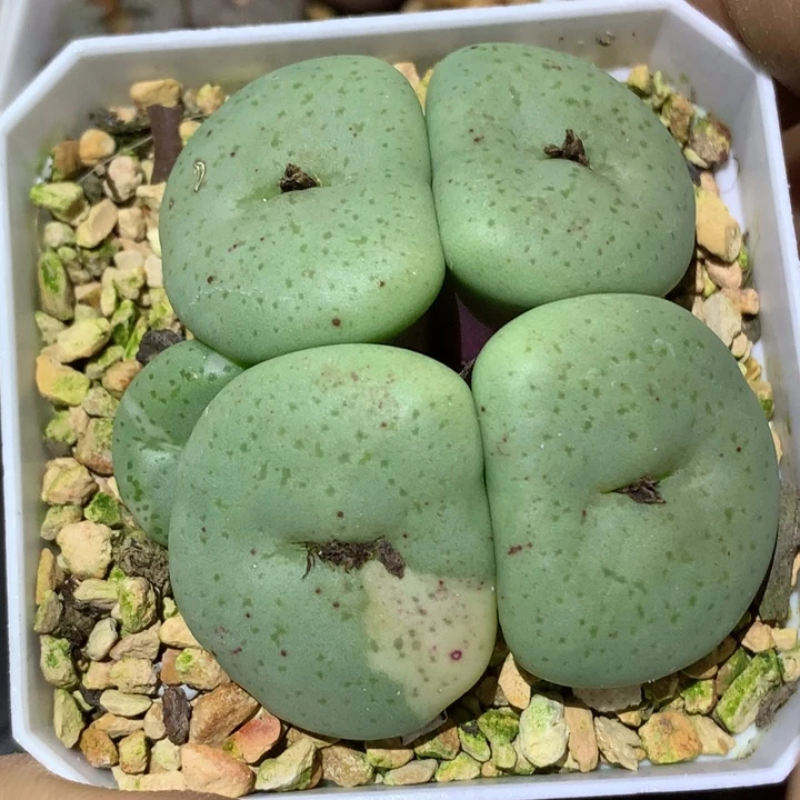 精品多肉植物阿尔卑斯奶油薄荷糖