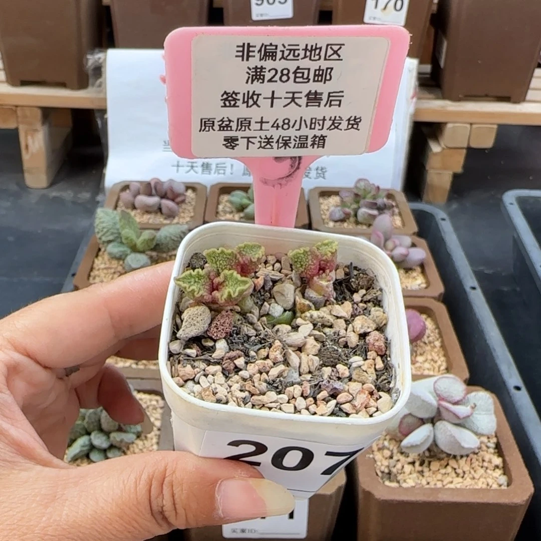 冰***酱207实生多肉植物
