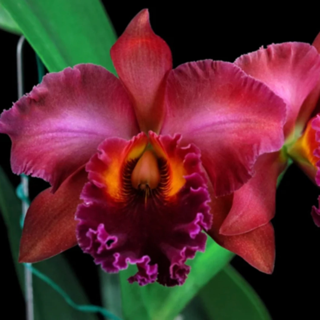 红龙卡特兰盆栽花卉绿植适宜室内外种植生长易修剪