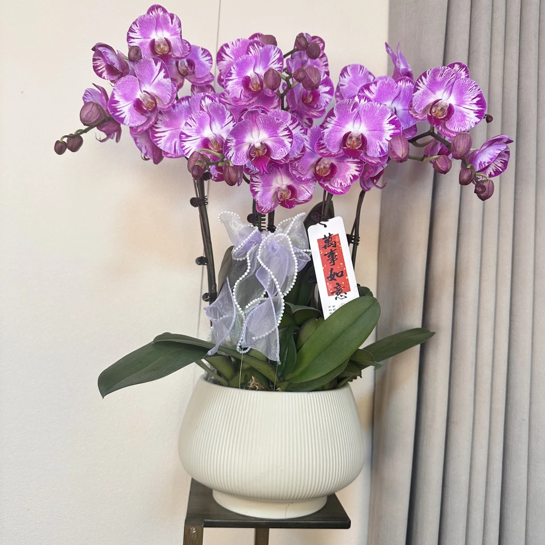 【藏宝图】精品蝴蝶兰 粉色花型 室内精品观赏 真花