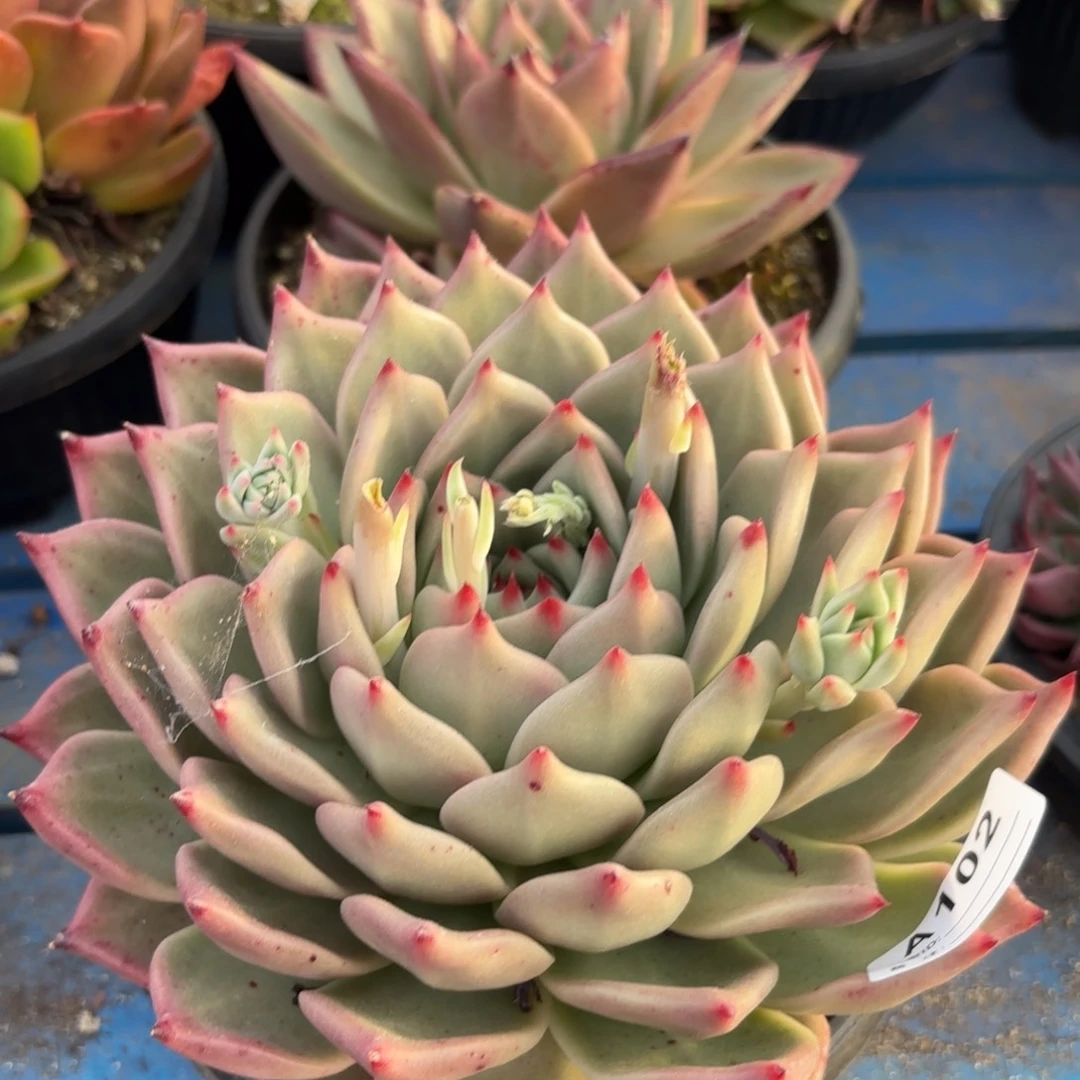 若茹东云单拍A102