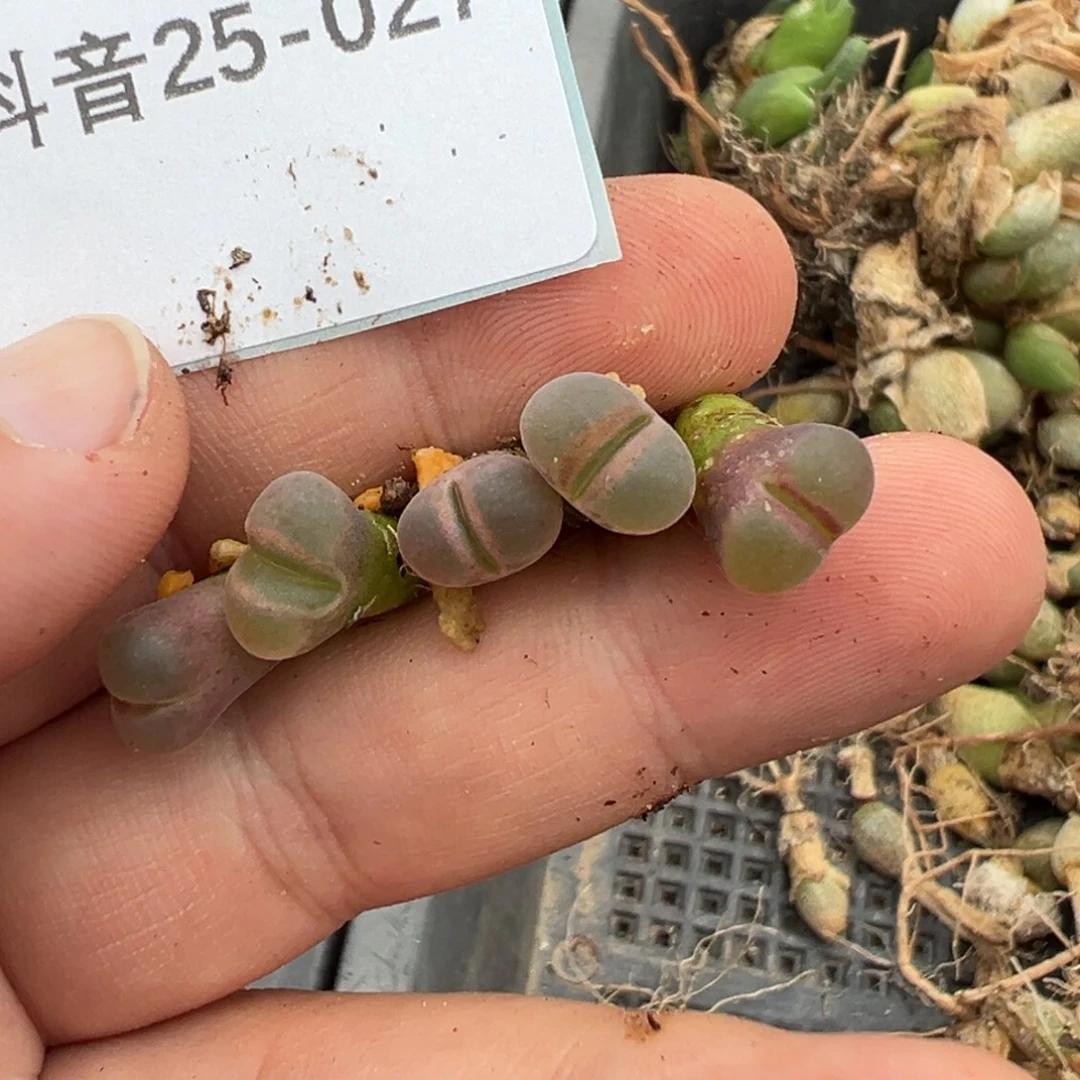 25-27肉锥多肉植物