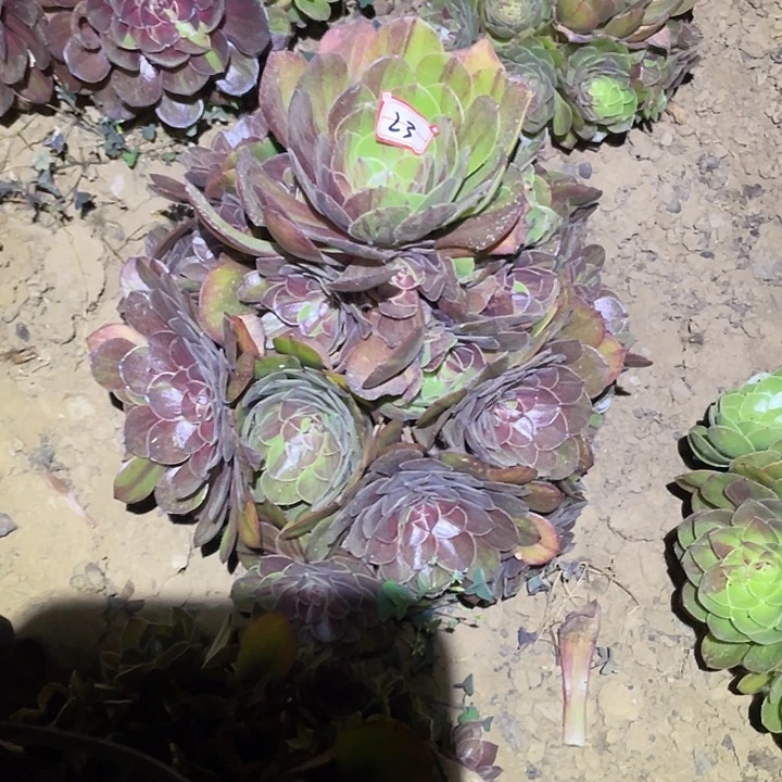多肉植物法师23花月夜