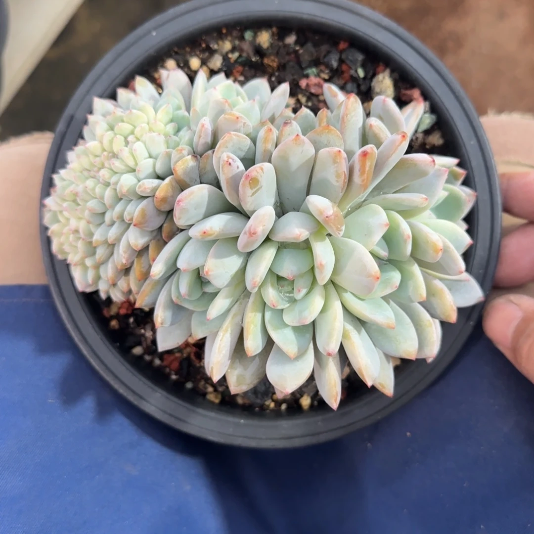 星影橙子缀化五十包邮