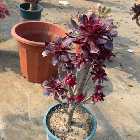 香奈儿断枝21多肉植物法师