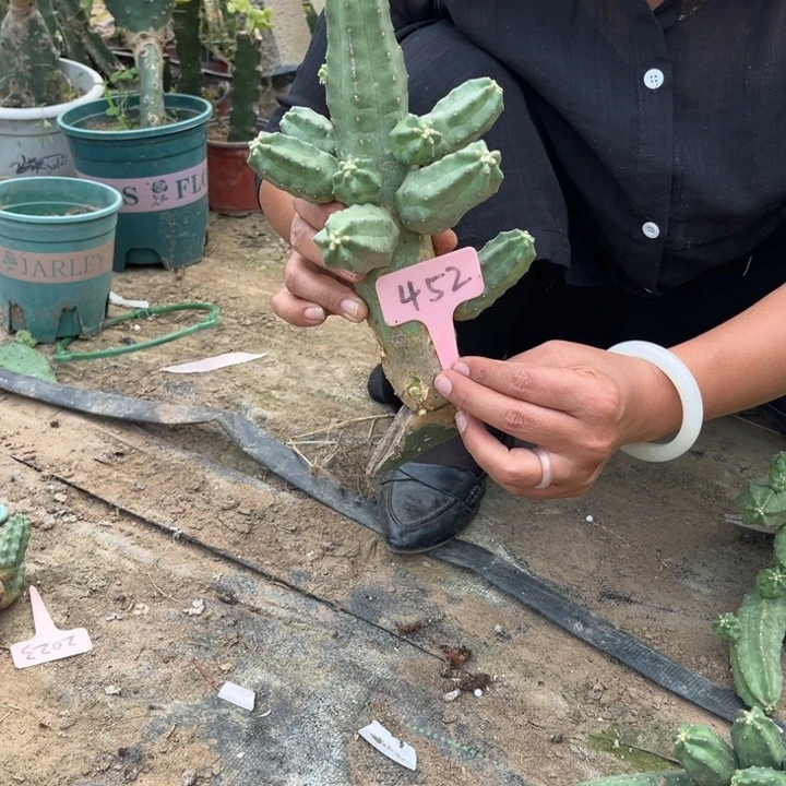 愿***暖桃太郎无售后452号
