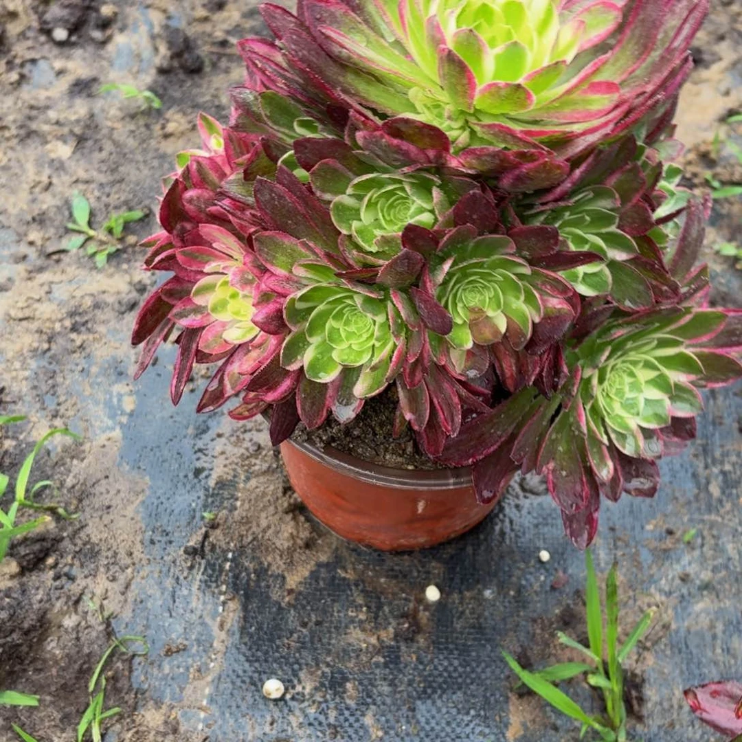 453多肉植物捧花的