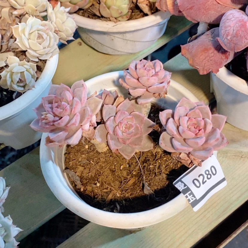 【闪购商品】红粉佳人0280