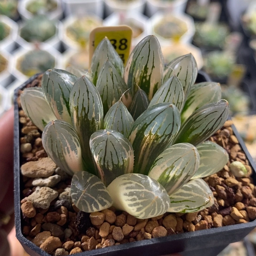 438胭脂十二卷多肉植物