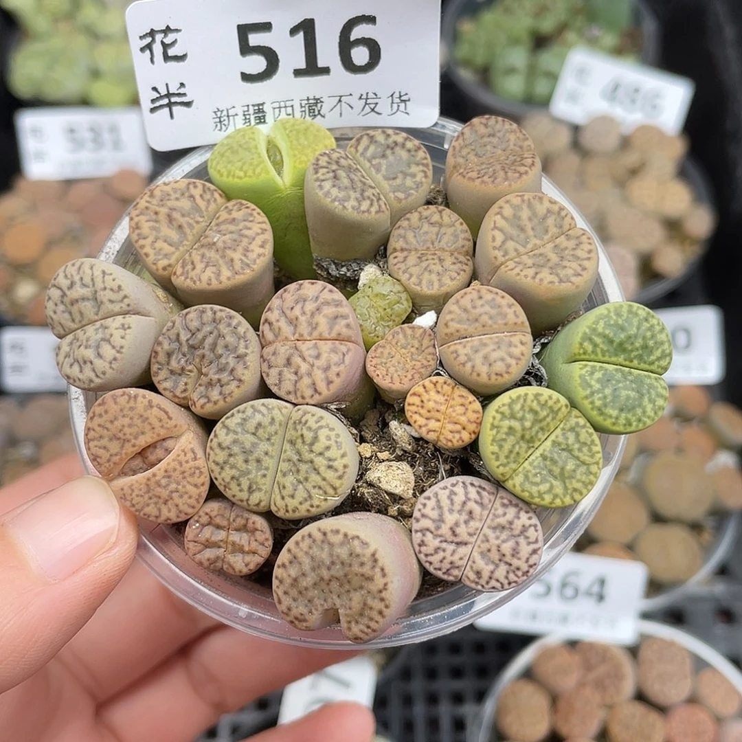 51600000花花花花花