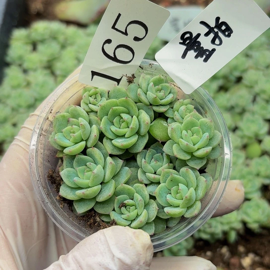 多肉植物多肉植物165量拍