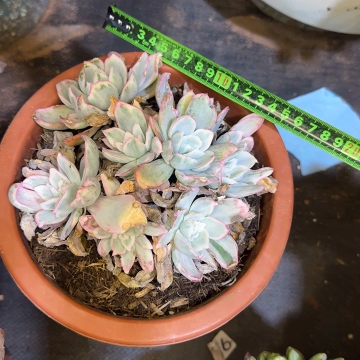 伯克利锦317无砍多肉植物一物一拍