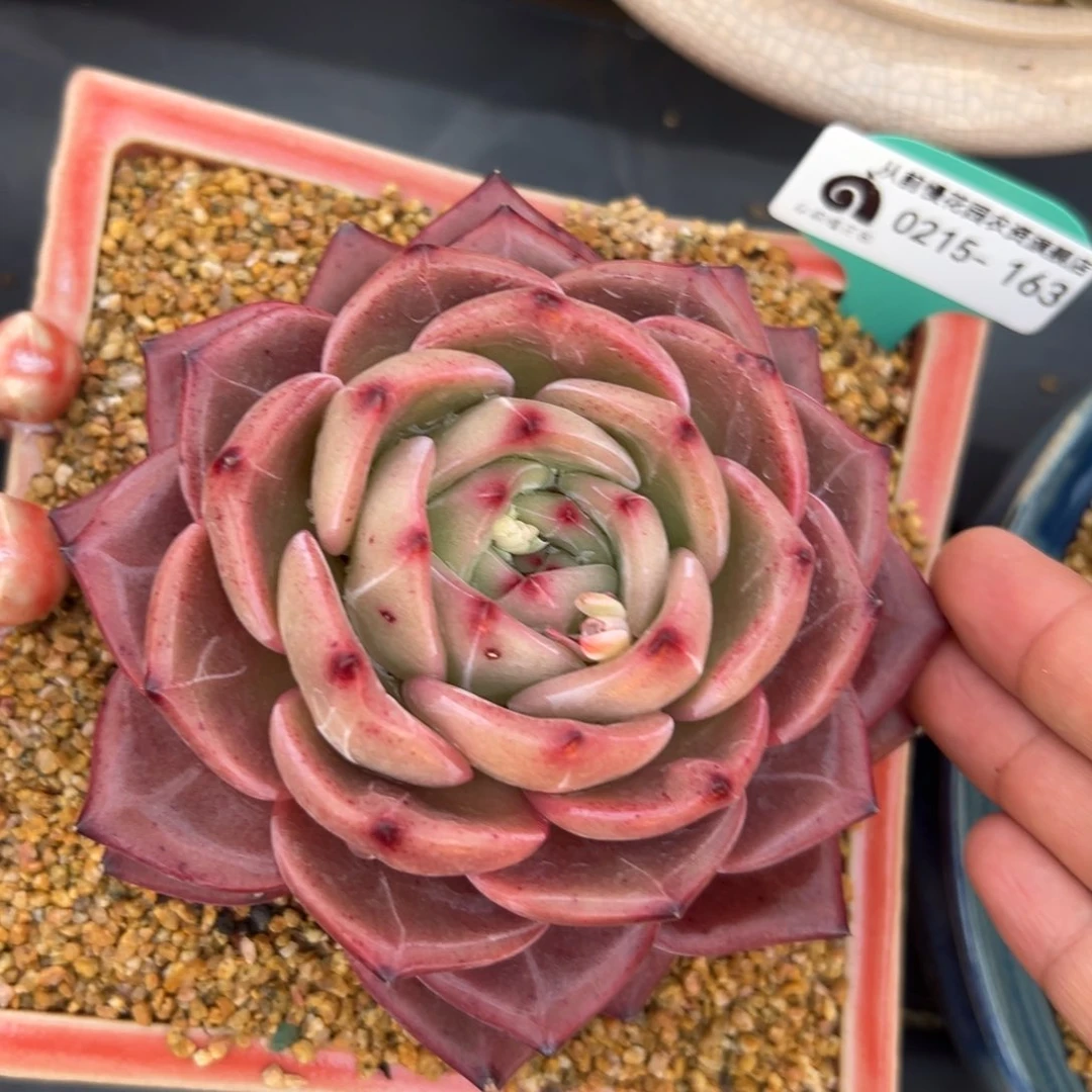 多肉一物一拍0215-163