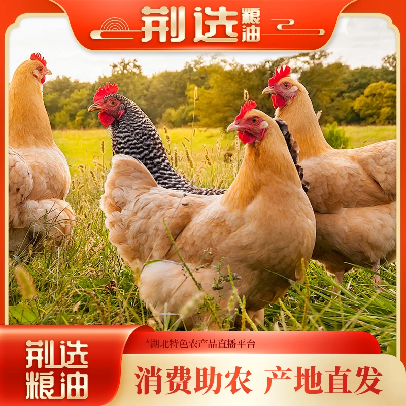 【京东冷链现宰现发】农家散养老母鸡林间散养黄油走地鸡