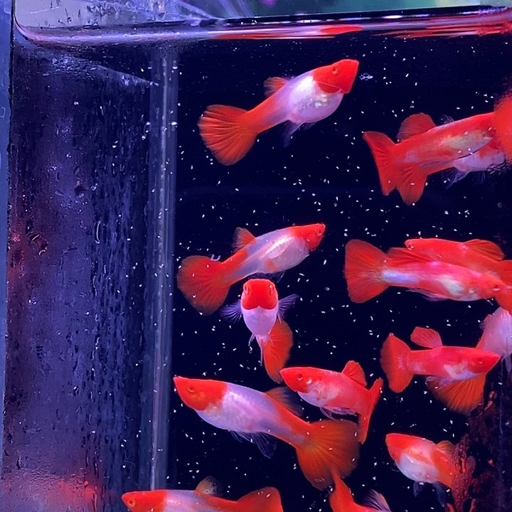 孔雀鱼红头20条孔雀