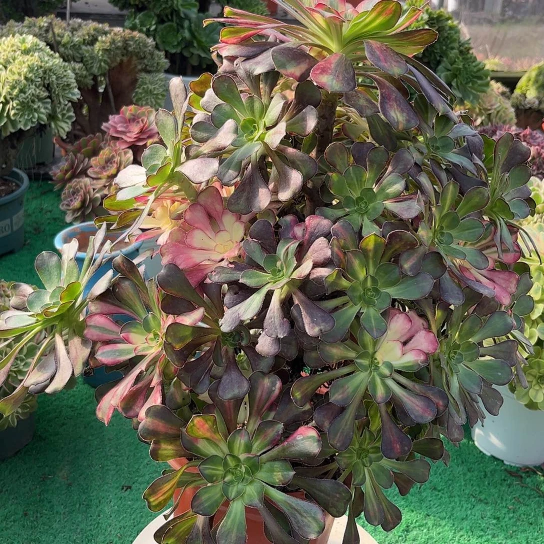 花蝴蝶法师多肉植物漂亮