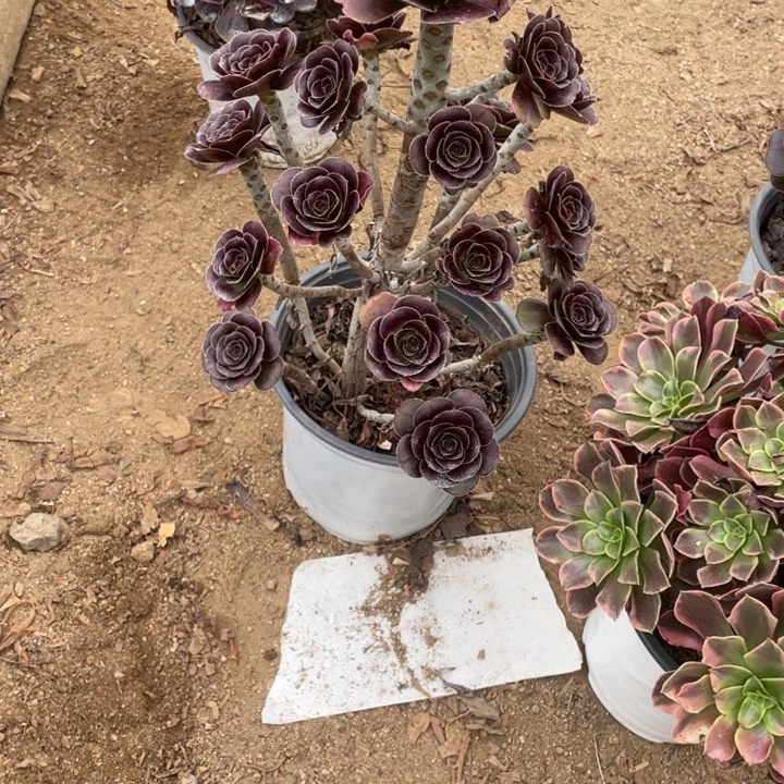 多肉红酒杯玫瑰法师505