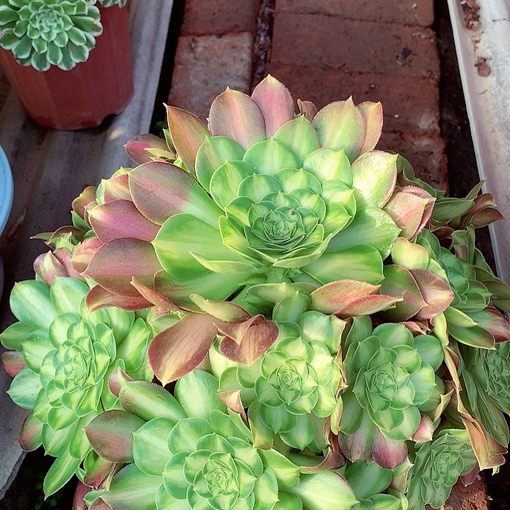 韶华捧花，多肉植物