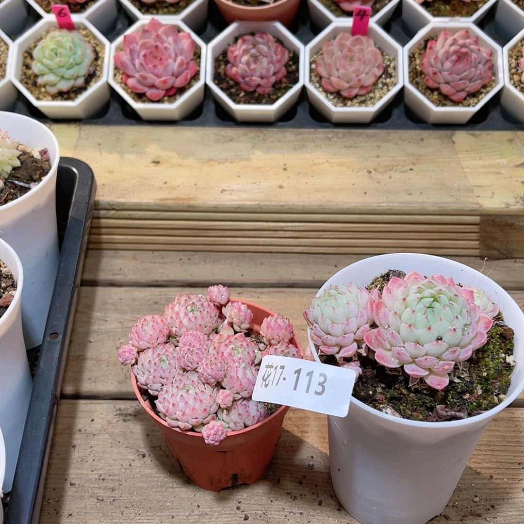 花17+113羊脂球➕小粉莓