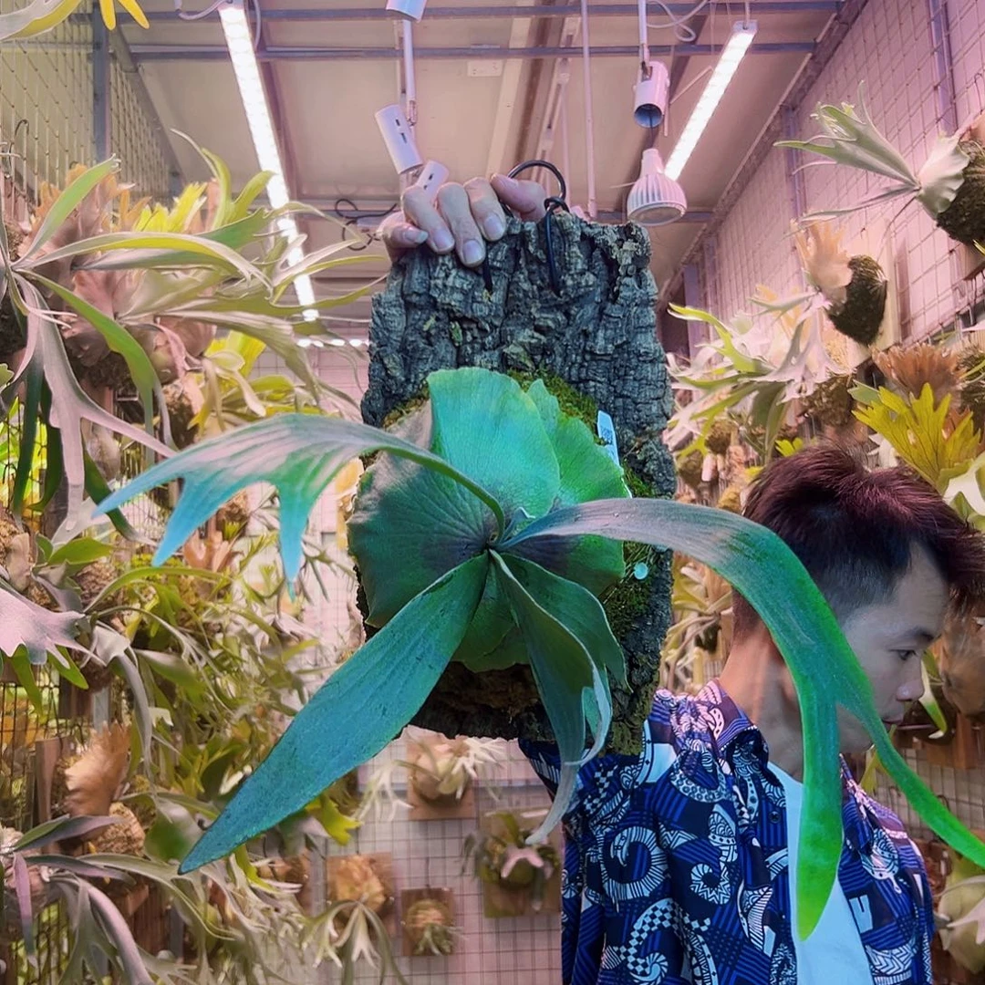 无花朵白二岐a67。