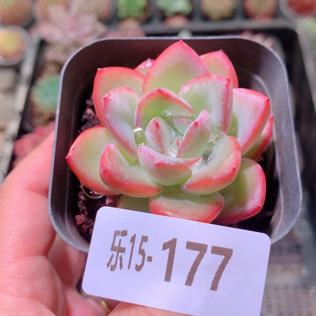 乐然15-177 草莓泡芙