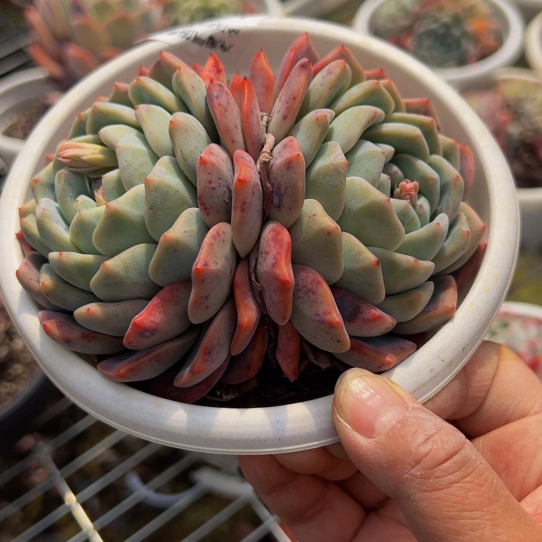 雪媚娘双头多肉一盆