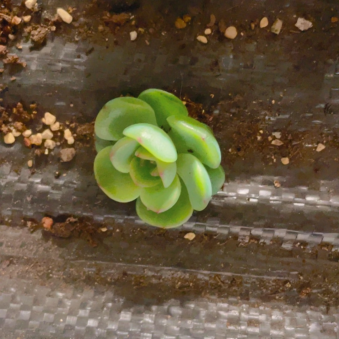 桃*。谪仙单头一个满25包邮