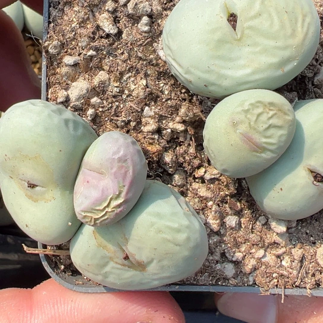 .****.9-22肉锥多肉植物