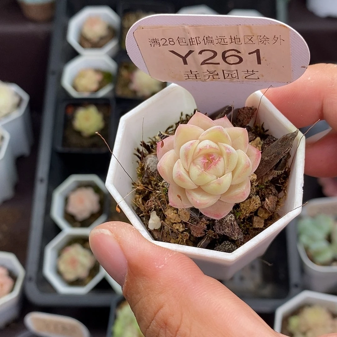 •***•0261 女王单头 2.5cm