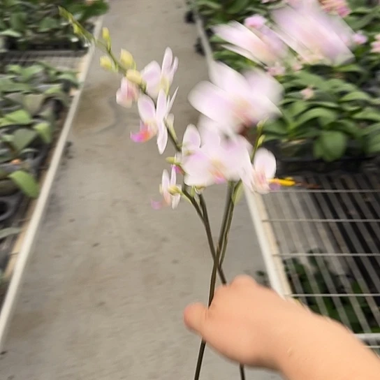 完全开放残雪3.0带花不售后