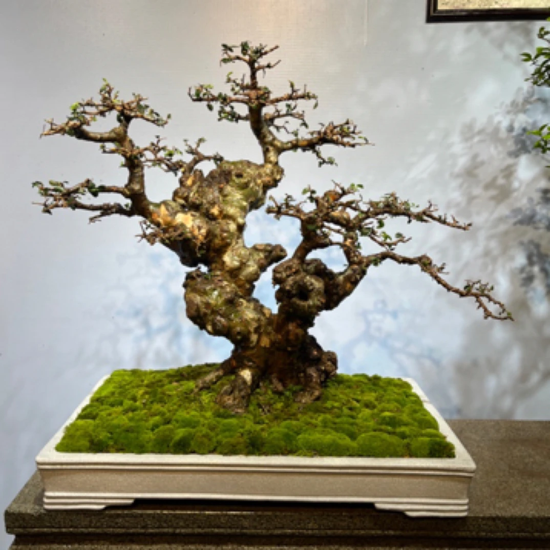 小叶榔榆·岭南年功盆景