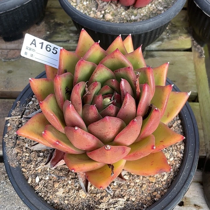 若如东云单拍A165