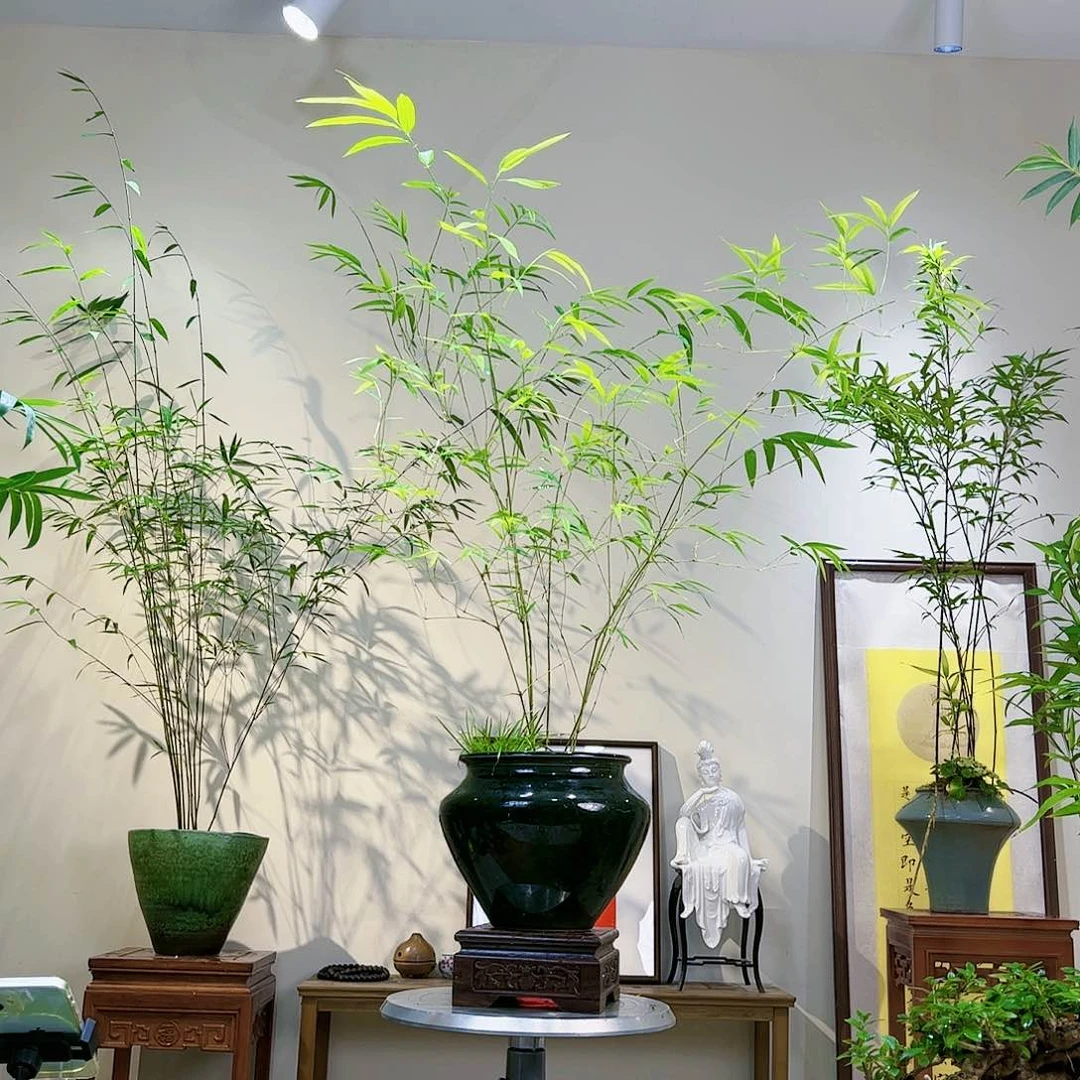 丹**～老桩精品竹盆景