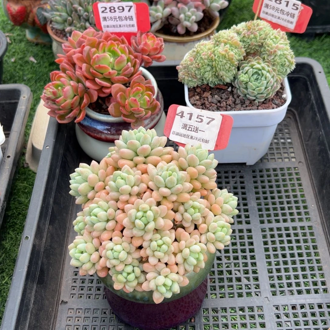 表妹精品精品多肉4157.