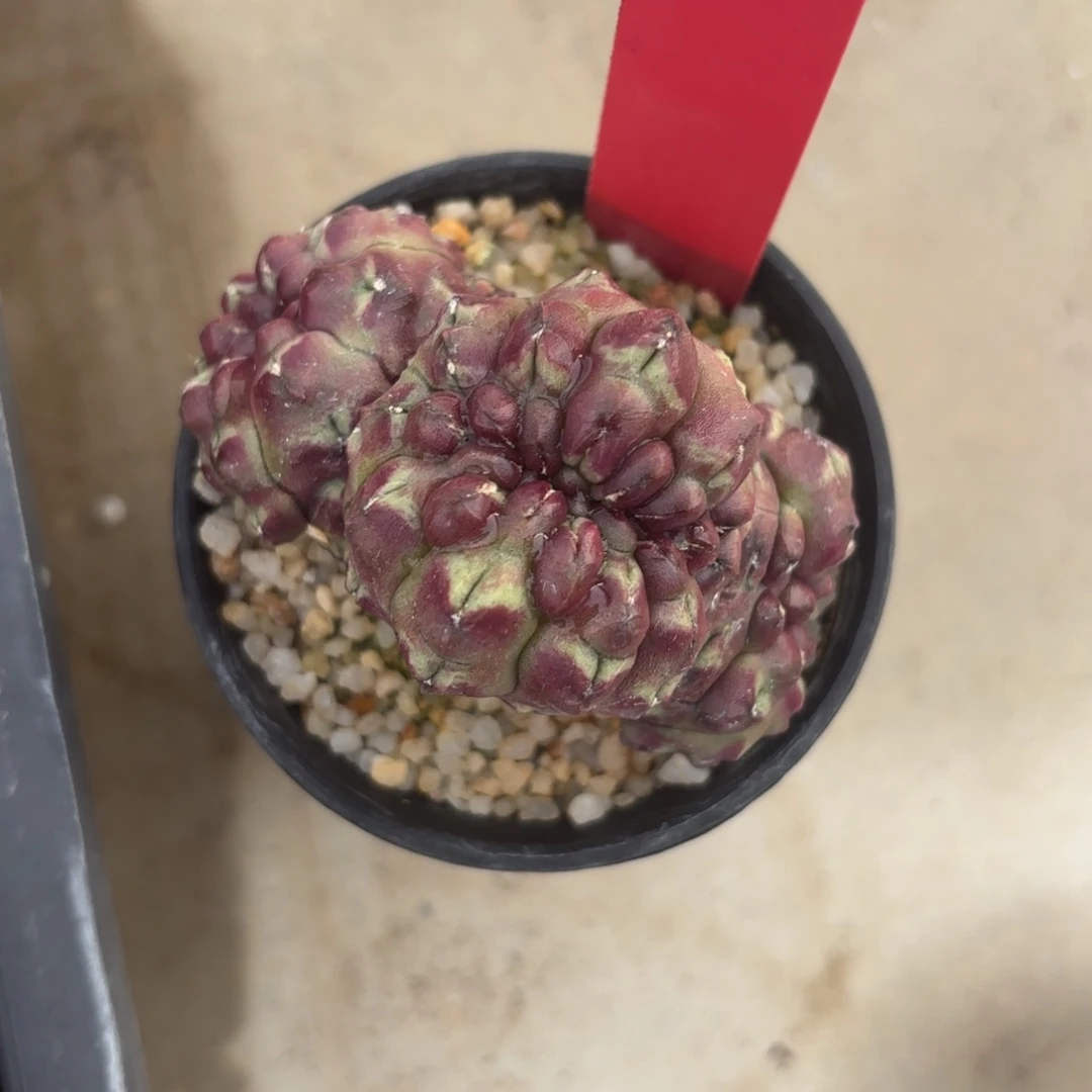 L548-0104泰国发货 梦想缀化