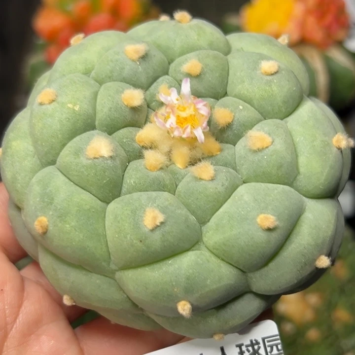 青****店181 无根 三月上盆 仙人球