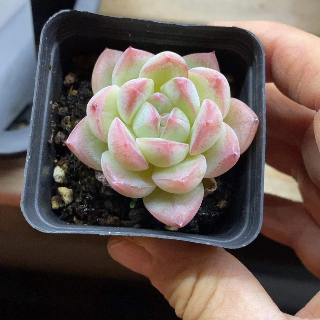 精品多肉一物一一拍不包整89