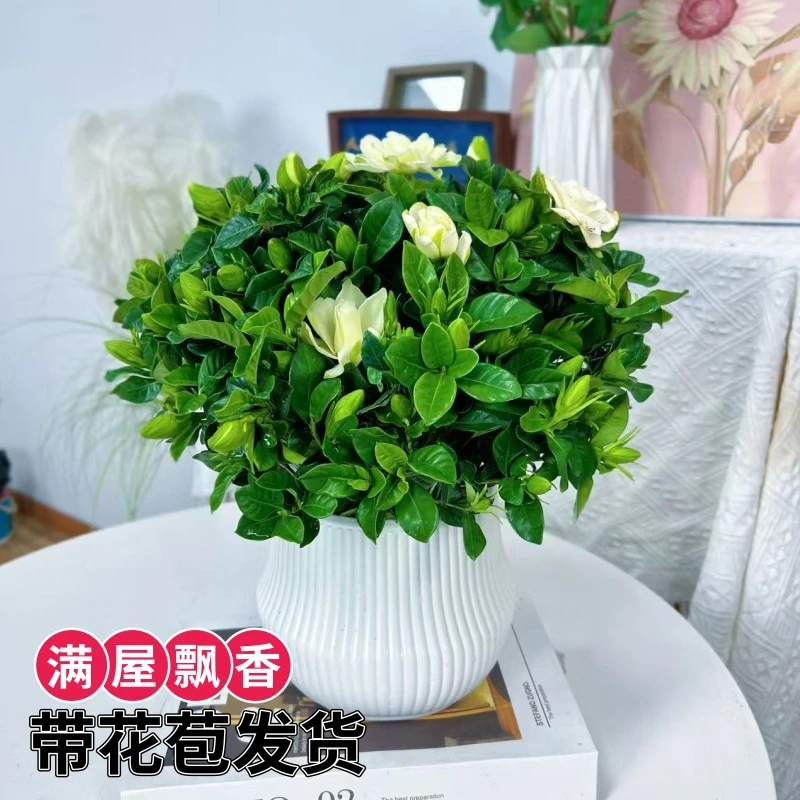 160规格栀子花室内清香绿植摆放开花绿植好养香味满盆开花栀子花